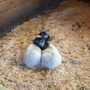 Meet your Posher, Chana eli